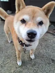 リクの画像