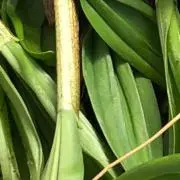 北海道 天然行者にんにく