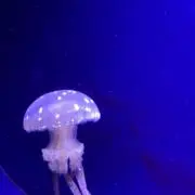 ぽんたの画像