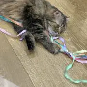 ぷかブ