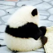 さくら