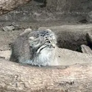 AA