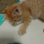 ゆきみん☆
