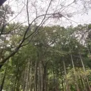 れれ