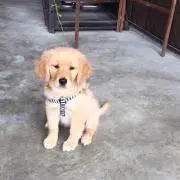 きなこ