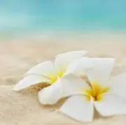 *Ohana*の画像