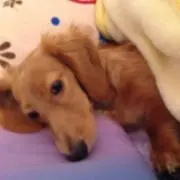 ショコラ＊プロフィール読んでください＊の画像