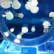 おがっぴ