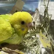 Dianneの画像