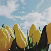 hanaの画像