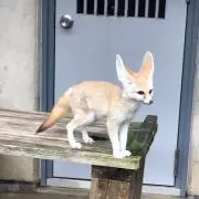 SSSの画像