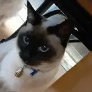 ピーチ