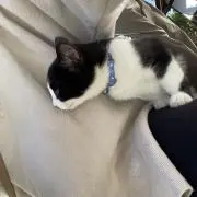 キャさんの画像