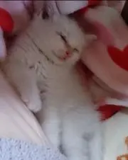 白いもふもふの画像