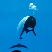 やせこの画像