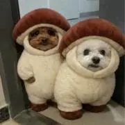 ちゃいぬ♡まずご希望値下げ金額ください☆の画像