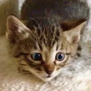 neco☆の画像
