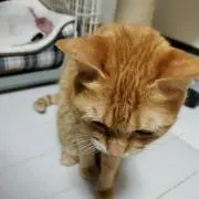カカロの画像