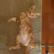 Mm