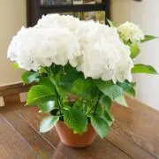 紫陽花