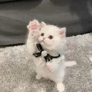 Hi ❤︎の画像