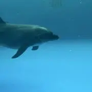 あいうの画像
