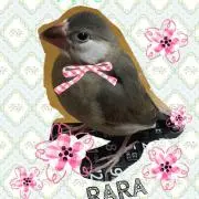 ぴよ子
