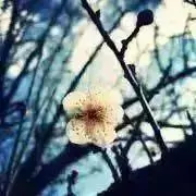小梅の画像