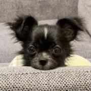 みんみんの画像