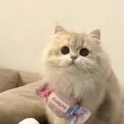奈の画像