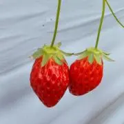 めりめろの画像