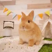 ココちゃんの画像