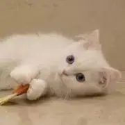 Meの画像