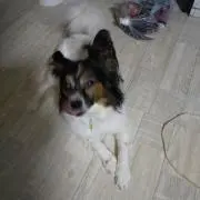 buvicotaの画像