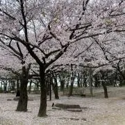 ゆぁ*プロフ確認の画像