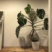 m m c tの画像