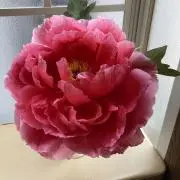 anさんJGZSQBの画像