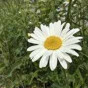 さちの画像