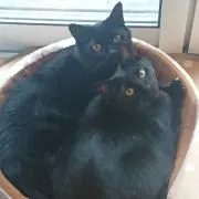 黒☆猫