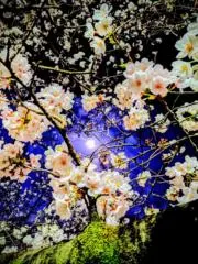 ミモミの画像