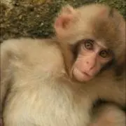 マイク