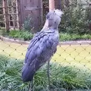 水