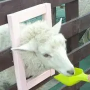 松ぼっくりの画像