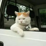 猫ドライバー