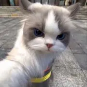 てらの画像