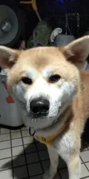 SFの画像