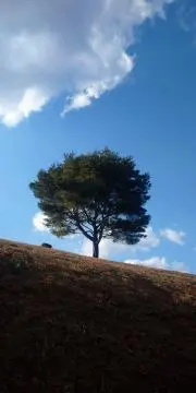 やなせたかし 版画 リトグラフ 1985(昭和60年) 超希少 メルヘン - メルカリ