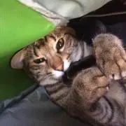 天パーくん。