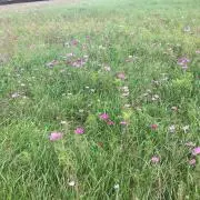 のびるの画像