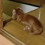 ひな